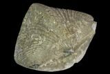 Pyrite Replaced Brachiopod (Paraspirifer) - Ohio #130274-1